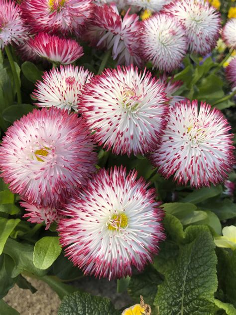 Top 10 Winter Bedding Plants Add Colour To Your Winter Garden
