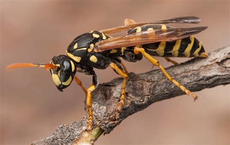 Stinging Insect Identification A Guide To Pests In Salt Lake City
