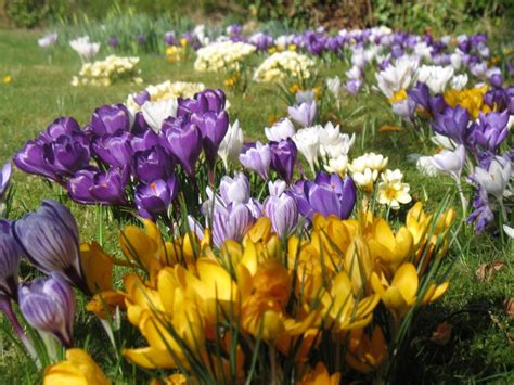 English Bluebell Wild Daffodil Snowdrop Bulbs Etc Wild Flower Lawns