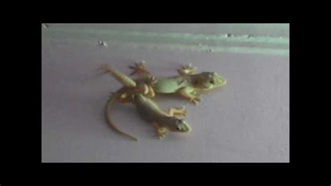 Watch Lizards Having Sex In Our Office Youtube