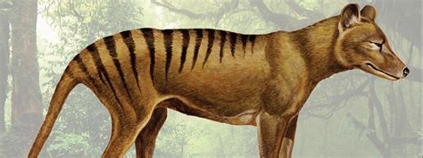 The hunt for the thylacine, Australia's elusive Tasmanian tiger | E&T Magazine