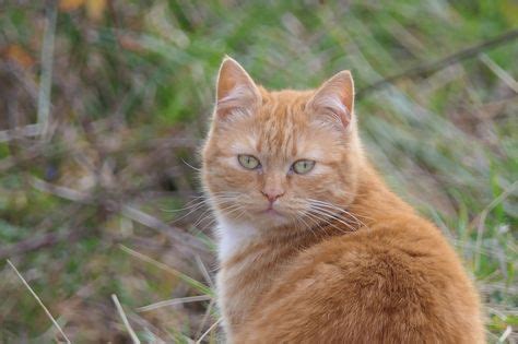 Les Plus Belles Chattes Que Je Connaisse