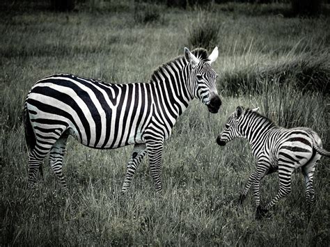 Zebra Mom And Baby Photograph By Lee Hepburn Pixels
