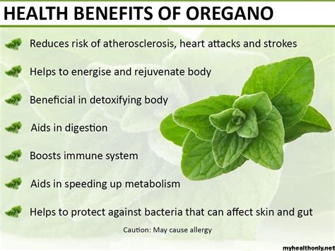 13 Tremendous Benefits Of Oregano You Must To Know My Health Only