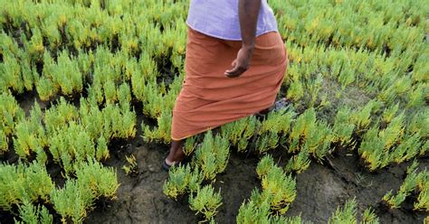 As Seas Rise Saltwater Plants Offer Hope Farms Will Survive The