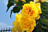Pictures of Yellow Climbing Rose Varieties