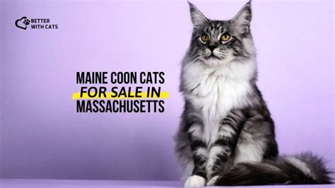 3 Breeders With Maine Coon Cats For Sale In Massachusetts