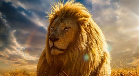 We did not find results for: Gambar Singa Keren Keren | Kumpulan Gambar
