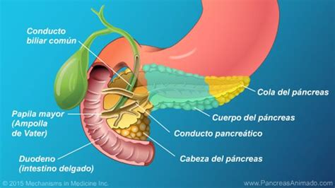 Función Y Anatomía Del Páncreas Presentación De Diapositivas