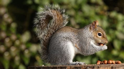 How Do Squirrels Eat Dahlia Bulbs Pet