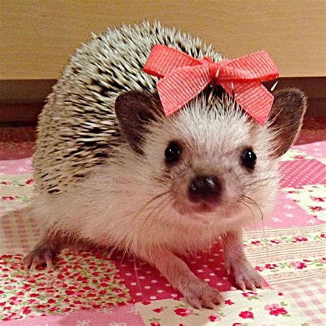 Hedgehogs With A Pink Bow Hedgehogs The Little Pets Cute Animals