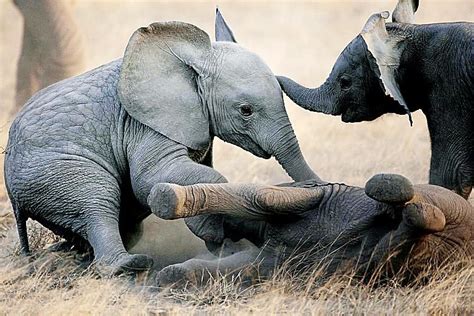 Baby Boom Brings Two White Elephants Elephant Rare