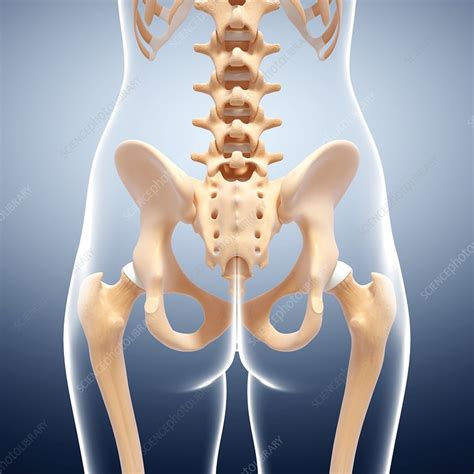 Human Pelvic Bones Artwork Stock Image F007 1263 Science Photo