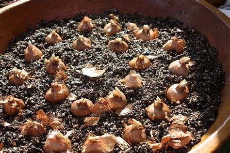 Bring Spring Early Plant Bulbs For Indoor Forcing Illustrated Step