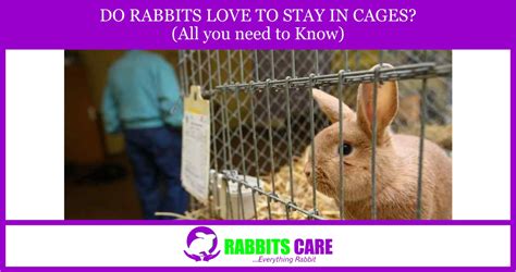 Do Rabbits Love To Stay In Cages All You Need To Know Rabbits Care