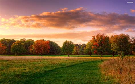 Free photo: Grass Field and Trees during Sunset ...