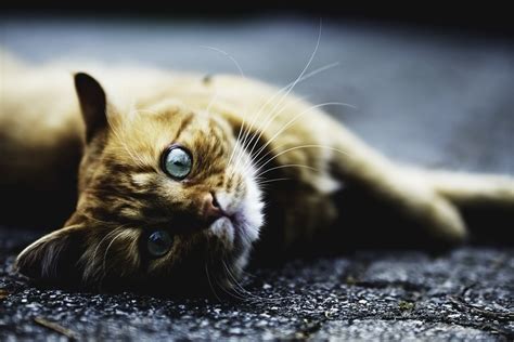 Free Images Animal Cute Pet Fur Kitten Feline Fauna Close Up