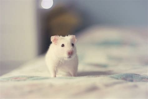 Animals Mammals Hamster Hd Wallpapers Desktop And Mobile Images