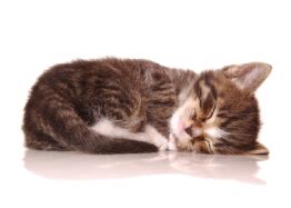Check spelling or type a new query. Cat Daycare :: Spa Paws Hotel