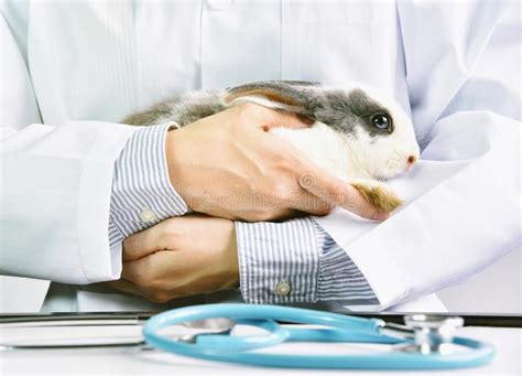 Search our extensive list of dogs, cats and other pets available near you. Vet In Glovers Examines The Cute Baby Rabbit In The Clinic ...