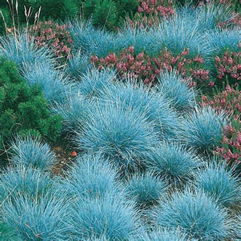 Buy Blue Fescueornamental Grass Seeds Festuca Glauca Perennial Online