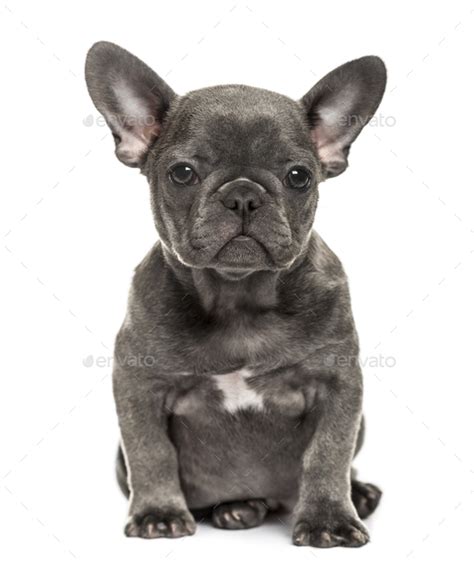 Grey French Bulldog Puppy Sitting Isolated On White Stock