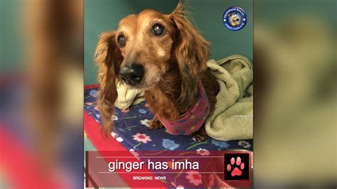 Gingers Imha By Doxie Rescue Of Bucks County And Nj