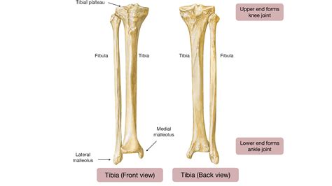 anatomy the knee world