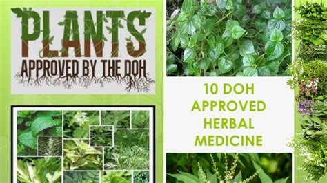 Download 10 Herbal Plants Approved By Doh And Their Uses And