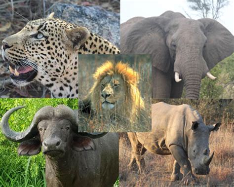 Blog Untamed African Wildlife Go Safari