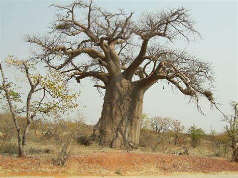 Baobab African Savanna Trees Pets Lovers