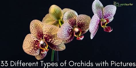 33 Different Types Of Orchids With Pictures Yard Surfer