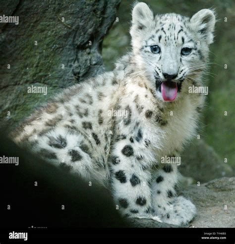 Layla Left The 3 12 Month Old Snow Leopard Cub Is On Display At The