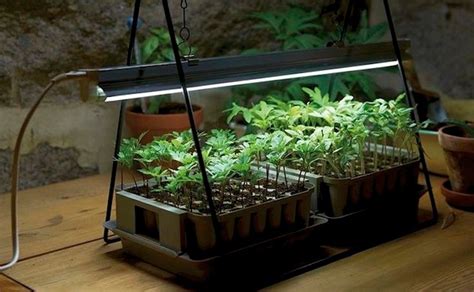 Growing Plants Indoors With Artificial Lights And Its