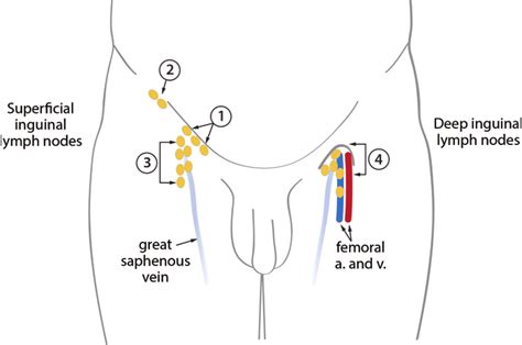 Groin Lymph Nodes Diagram Porn Sex Picture