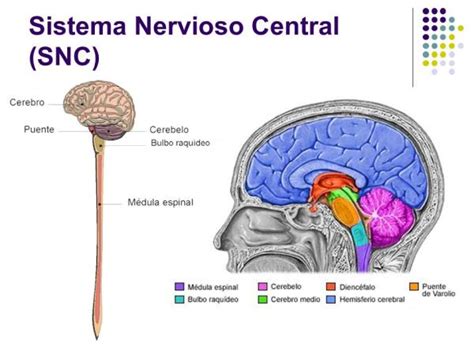 Sistema Nervioso Central Funciones Y Partes Apuntes Geniales My XXX