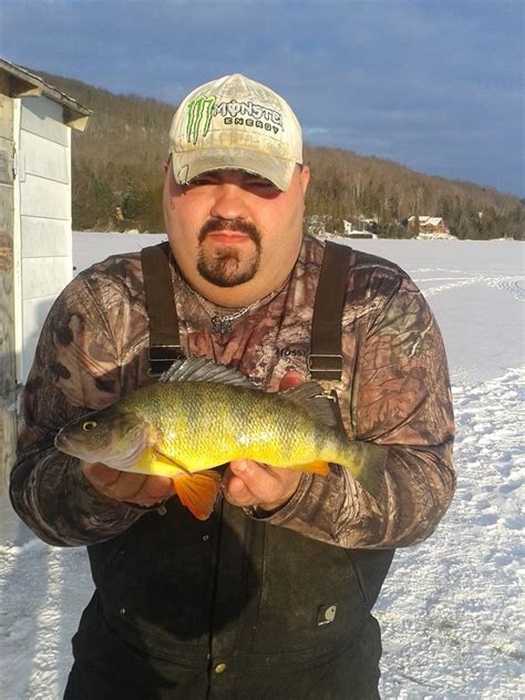 The perch, also known as the perch flavescent is one of the popular panfish people try to catch all year around. Big perch - Ice Fishing Forum | In-Depth Outdoors