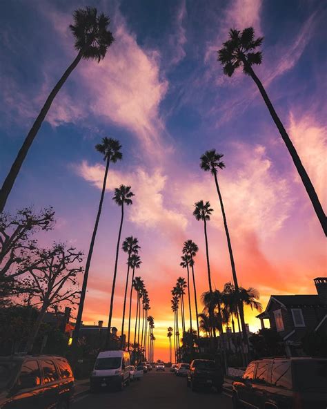 California Palm Trees Sunset Rebecka Doran