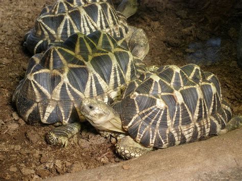 The burmese star tortoise (geochelone platynota) is a critically endangered tortoise species, native to the dry, deciduous forests of myanmar (burma). Burmese Star Tortoise Facts and Pictures