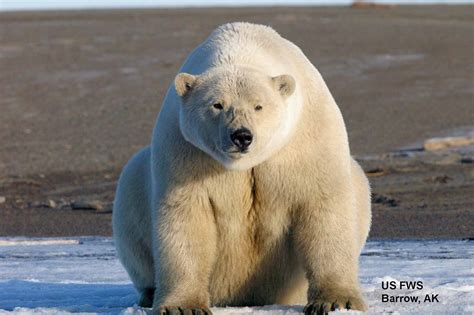 A ‘mass Exodus Of Polar Bears From Alaska To Russia Has Taken Place