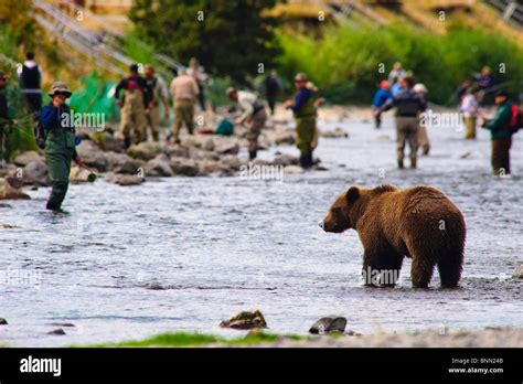 A Brown Bear Fishing For Salmon On The Russian River With Fishermen