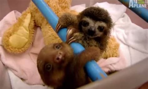 Baby Sloths Get Swaddled Video Boomsbeat