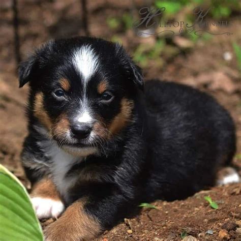 Australian shepherd mix.loyal and obedient, great with kids and other pets.come see today.looking for a furever home. Australian Shepherd Corgi Mix 🐕 | Vet Reviews | 3 Reasons ...