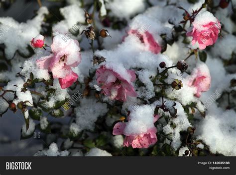 Pink Rose Snow Snow Image And Photo Free Trial Bigstock