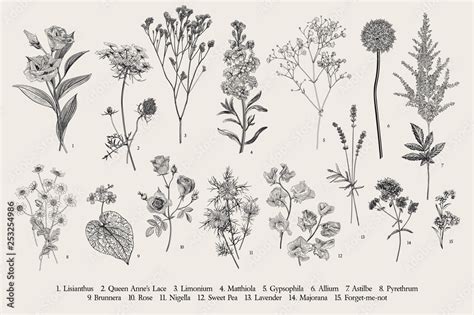 Botanical Scientific Illustration Black And White Botanical
