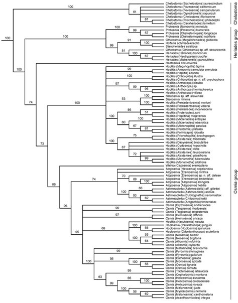 Palaearctic Osmiine Bees Phylogeny And Classification