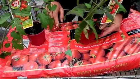 How To Plant Tomatoes Using Grow Bags With Paul At Bents Garden