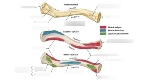 Clavicle Muscles Diagram Quizlet