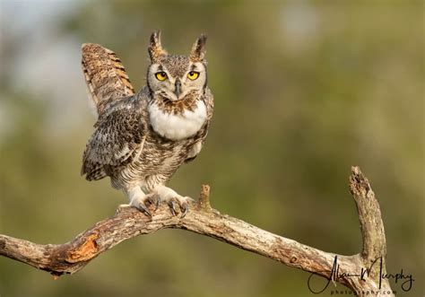 Great Horned Owl Focusing On Wildlife