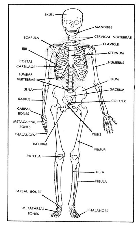 Blank Skeleton Diagram To Label Pdf